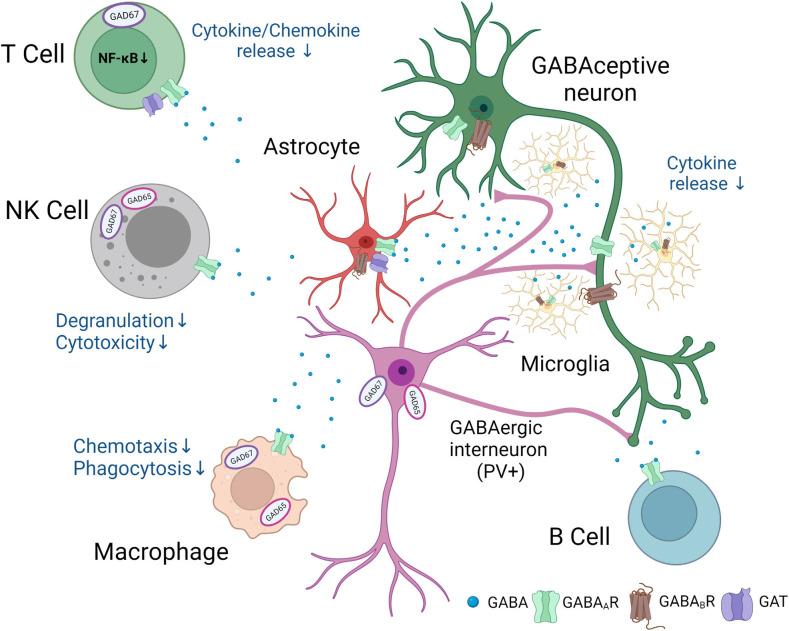 https://cdn.ncbi.nlm.nih.gov/pmc/blobs/a0cd/8983863/6fee0d0b3afc/fncel-16-807911-g0001.jpg