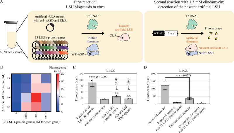 https://cdn.ncbi.nlm.nih.gov/pmc/blobs/a0ce/11711502/8293ca3230d6/41467_2025_55853_Fig4_HTML.jpg