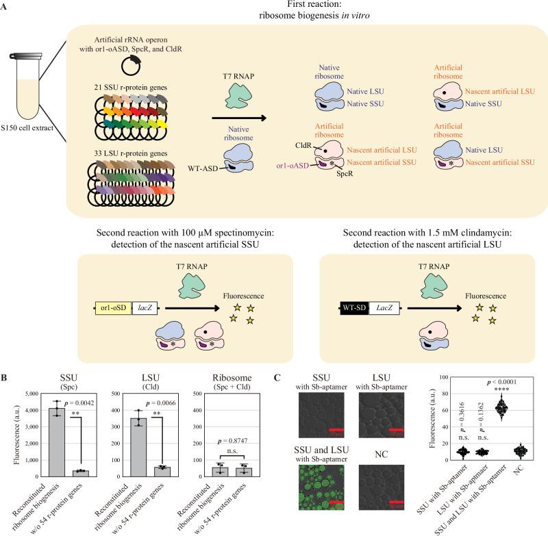 https://cdn.ncbi.nlm.nih.gov/pmc/blobs/a0ce/11711502/9ef230a67738/41467_2025_55853_Fig5_HTML.jpg