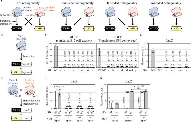https://cdn.ncbi.nlm.nih.gov/pmc/blobs/a0ce/11711502/d769fc6525dc/41467_2025_55853_Fig1_HTML.jpg