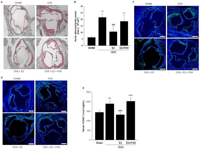 https://cdn.ncbi.nlm.nih.gov/pmc/blobs/a0cf/5706091/935d7e035987/thnov07p4671g002.jpg
