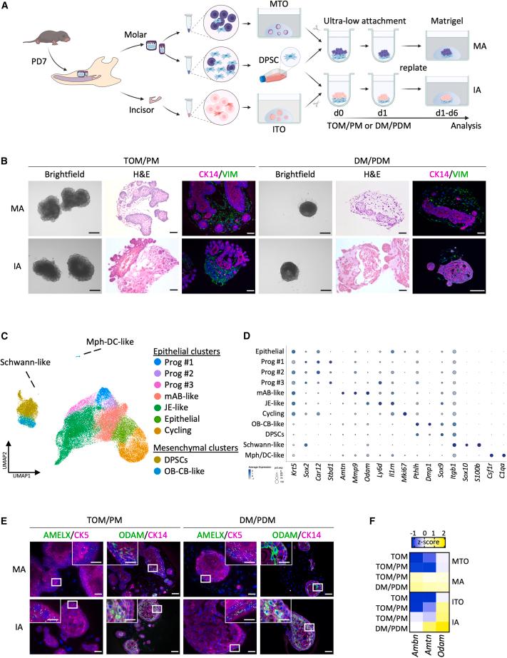 https://cdn.ncbi.nlm.nih.gov/pmc/blobs/a0d1/10202652/d10702b02e66/gr4.jpg