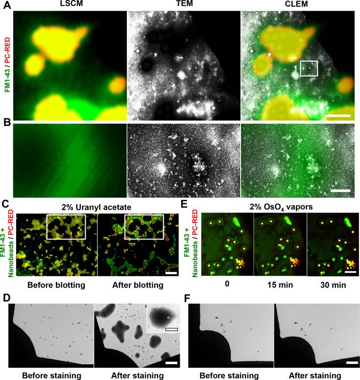 https://cdn.ncbi.nlm.nih.gov/pmc/blobs/a0d1/12211028/a4e21291ee7a/spectrum.03026-24.f003.jpg