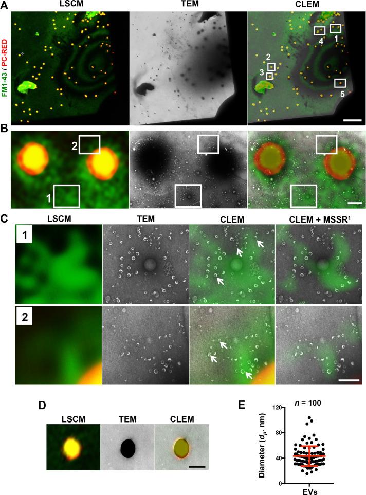 https://cdn.ncbi.nlm.nih.gov/pmc/blobs/a0d1/12211028/b2b5d9854d9a/spectrum.03026-24.f002.jpg