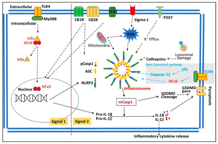 https://cdn.ncbi.nlm.nih.gov/pmc/blobs/a0d3/10295926/c3a17cb3031a/biomolecules-13-00922-g002.jpg