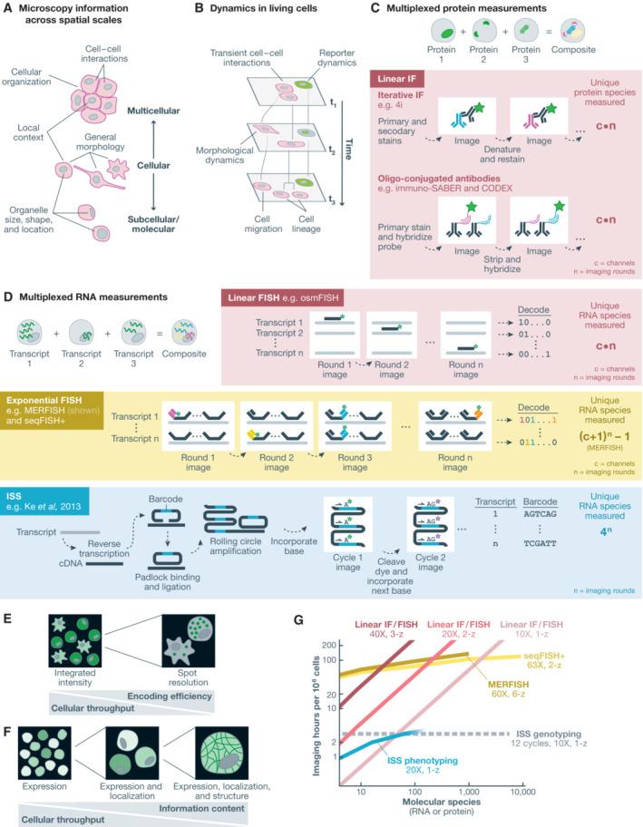 https://cdn.ncbi.nlm.nih.gov/pmc/blobs/a0d3/9650298/1865a3ecc05e/MSB-18-e10768-g001.jpg