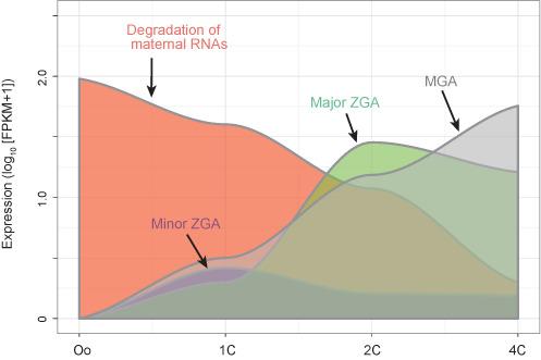 https://cdn.ncbi.nlm.nih.gov/pmc/blobs/a0d7/4383872/72e32c4647cb/gku1001fig1.jpg