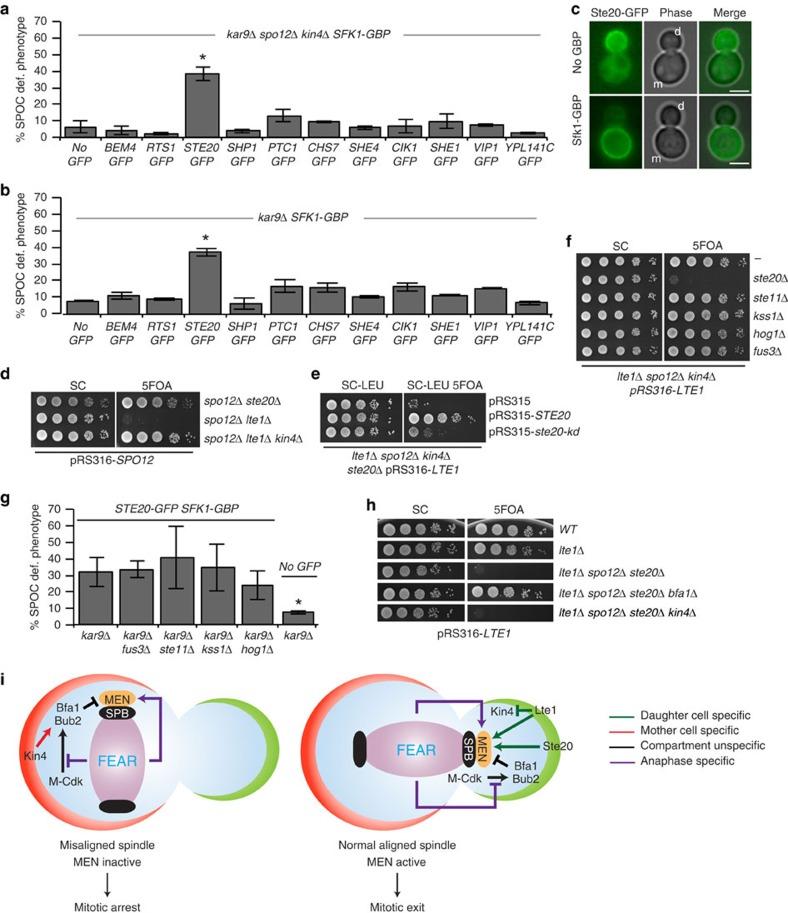https://cdn.ncbi.nlm.nih.gov/pmc/blobs/a0d8/5286211/36be1c9ba319/ncomms14129-f8.jpg