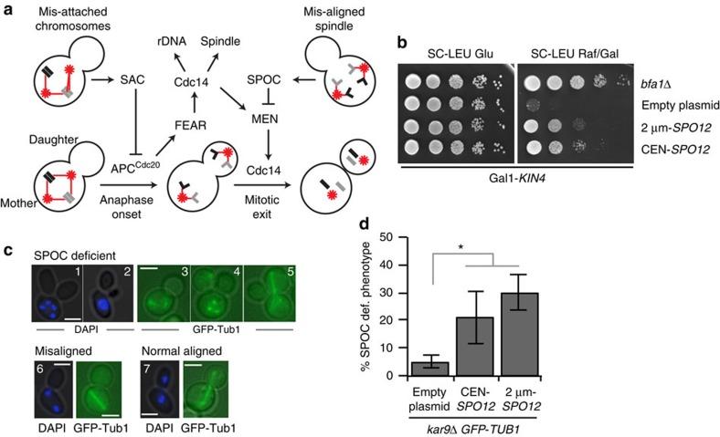 https://cdn.ncbi.nlm.nih.gov/pmc/blobs/a0d8/5286211/4cc93863ceda/ncomms14129-f1.jpg