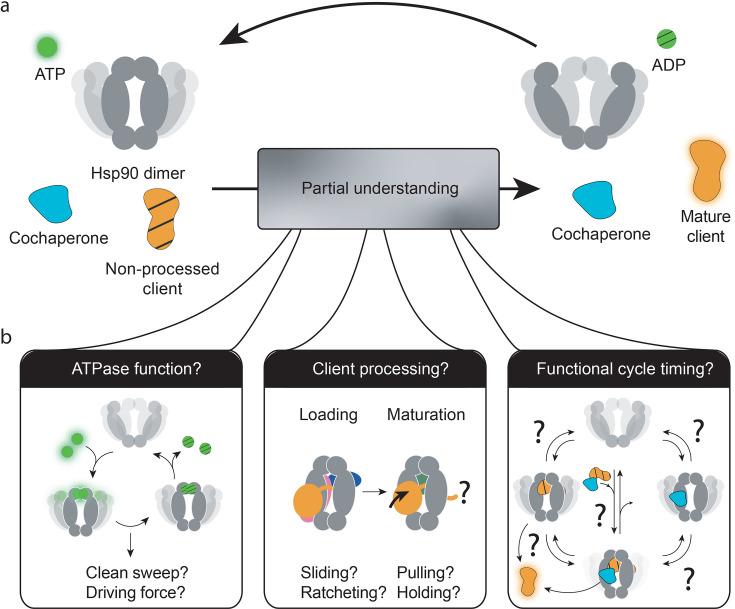 https://cdn.ncbi.nlm.nih.gov/pmc/blobs/a0db/11687934/56285c7ffc0f/elife-102666-fig1.jpg
