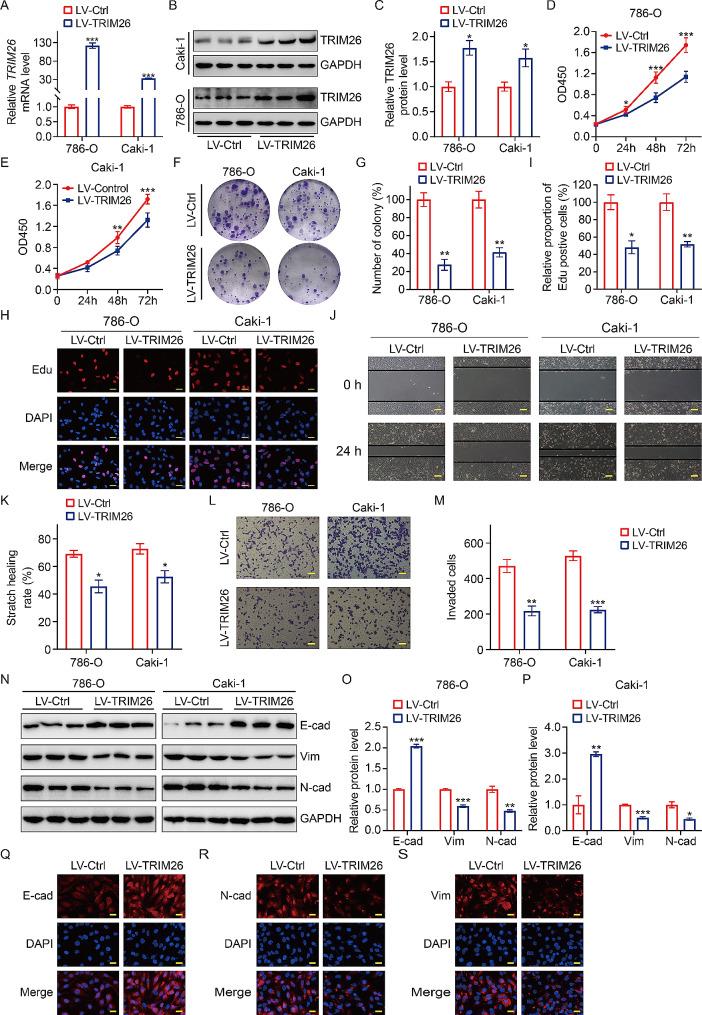 https://cdn.ncbi.nlm.nih.gov/pmc/blobs/a0dd/11110379/fd67a3602f2e/12967_2024_5273_Fig2_HTML.jpg