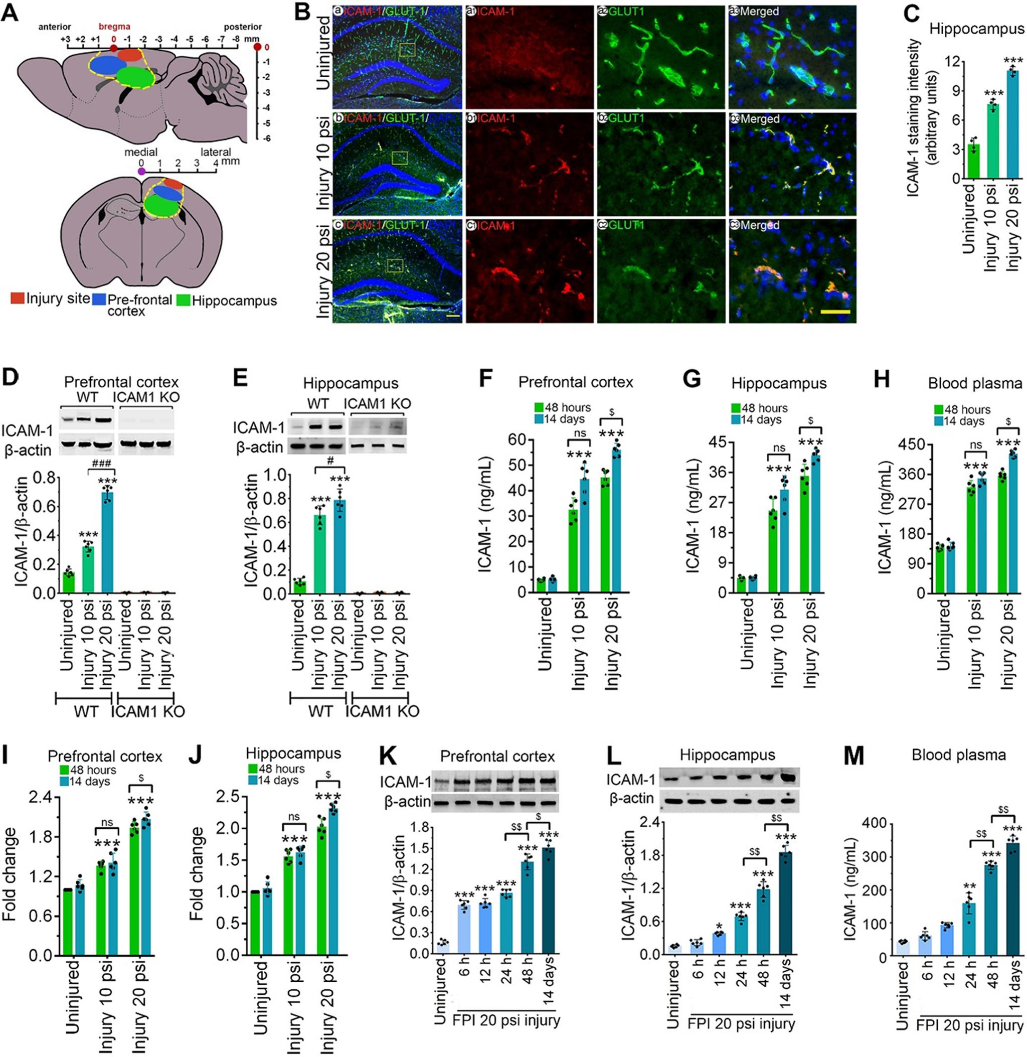 https://cdn.ncbi.nlm.nih.gov/pmc/blobs/a0e0/8287878/e15daf84f39d/ENEURO.0242-21.2021_f001.jpg