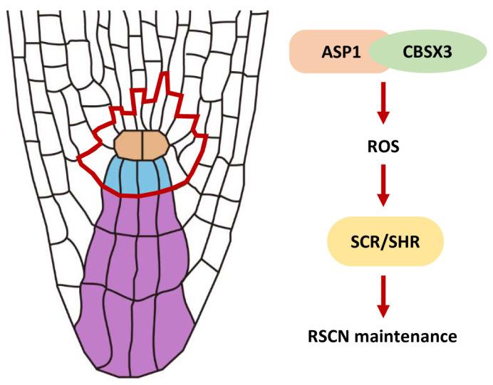 https://cdn.ncbi.nlm.nih.gov/pmc/blobs/a0e2/11174532/95cc5705aee2/plants-13-01469-g007.jpg