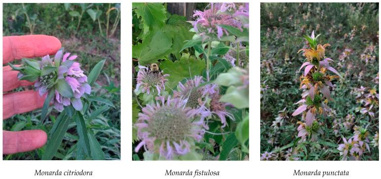https://cdn.ncbi.nlm.nih.gov/pmc/blobs/a0e3/8000036/df865a6ab506/plants-10-00482-g001.jpg