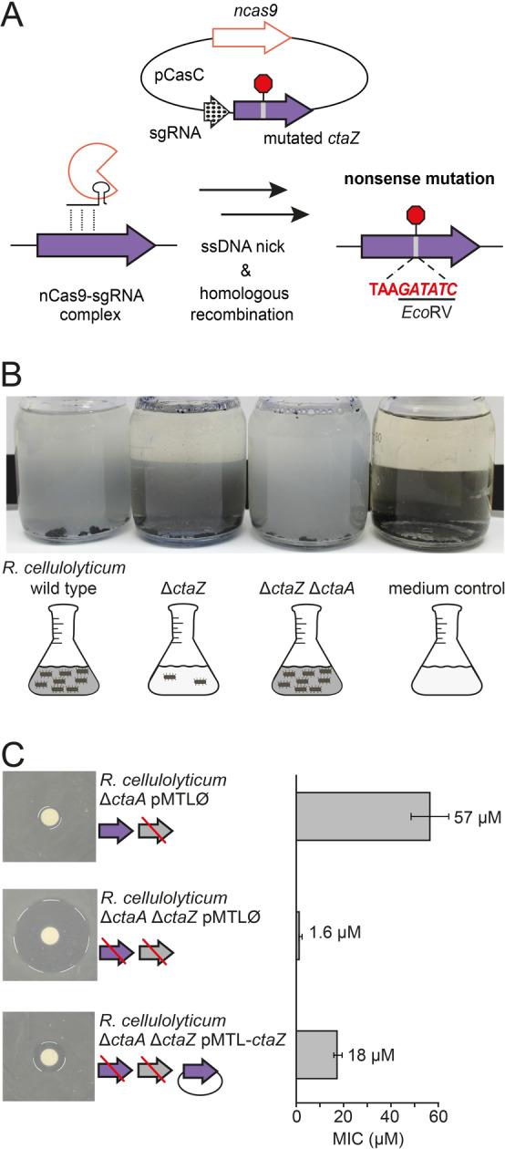 https://cdn.ncbi.nlm.nih.gov/pmc/blobs/a0e8/9545259/450bcc296356/ANIE-61-0-g004.jpg