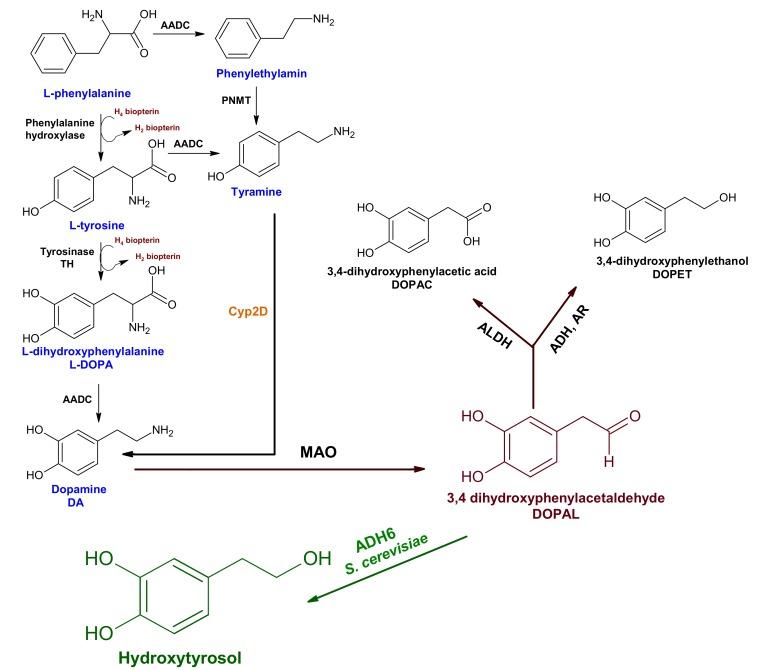 https://cdn.ncbi.nlm.nih.gov/pmc/blobs/a0ec/7181248/d19c5b82596d/molecules-25-01715-g007.jpg