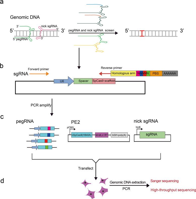 https://cdn.ncbi.nlm.nih.gov/pmc/blobs/a0ec/8607425/13802389a08b/43556_2021_57_Fig4_HTML.jpg