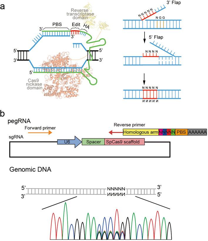 https://cdn.ncbi.nlm.nih.gov/pmc/blobs/a0ec/8607425/c852fd87c3fe/43556_2021_57_Fig1_HTML.jpg