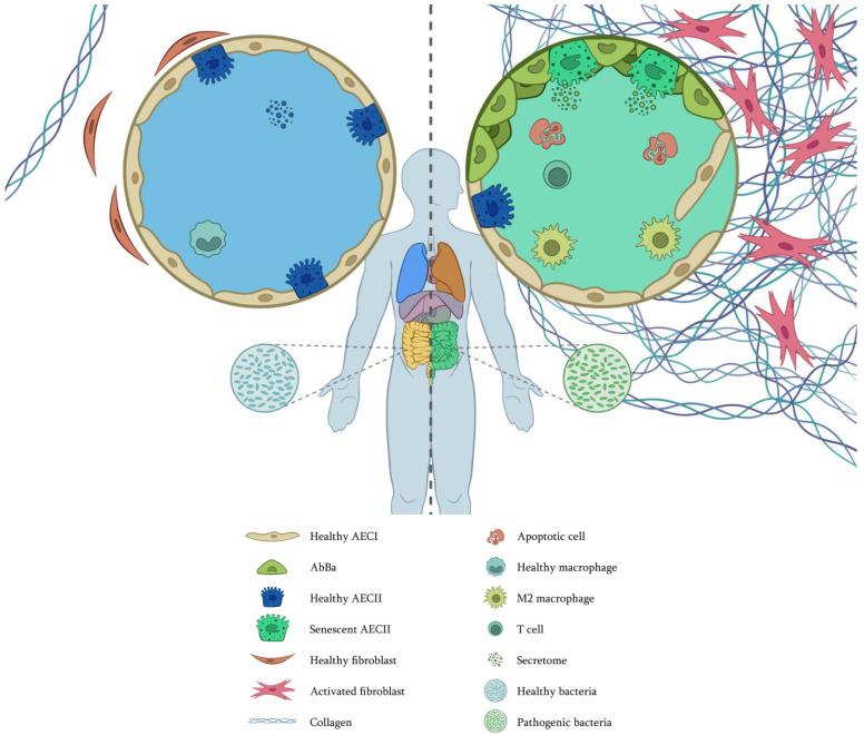 https://cdn.ncbi.nlm.nih.gov/pmc/blobs/a0ed/11817138/8c4112553064/cells-14-00222-g003.jpg
