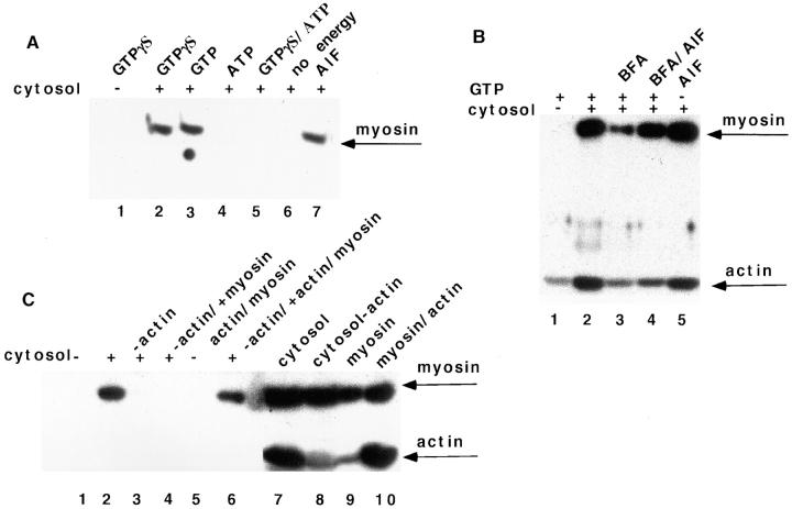 https://cdn.ncbi.nlm.nih.gov/pmc/blobs/a0ed/2138203/4884e1233f9f/JCB.29178f11.jpg