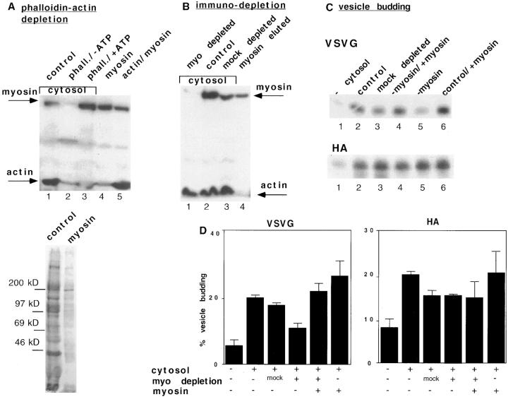 https://cdn.ncbi.nlm.nih.gov/pmc/blobs/a0ed/2138203/db7767b6d93d/JCB.29178f7.jpg