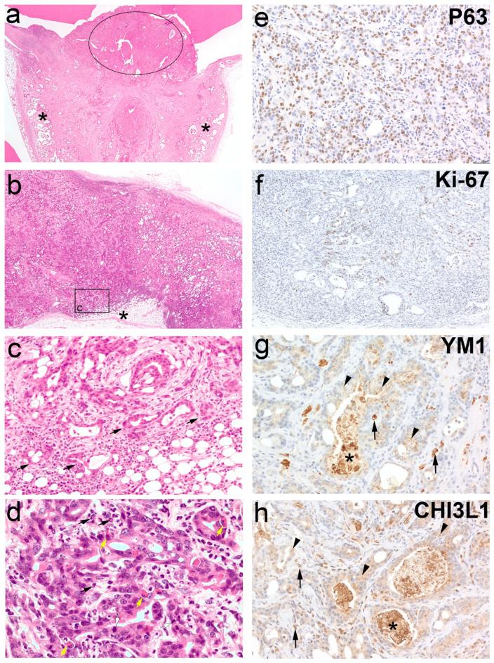 https://cdn.ncbi.nlm.nih.gov/pmc/blobs/a0ee/11618632/17641186a90d/41598_2024_81013_Fig7_HTML.jpg
