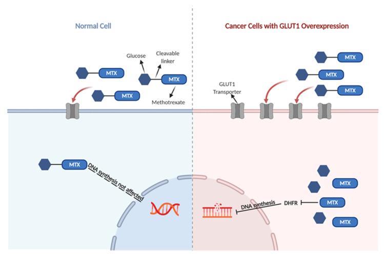 https://cdn.ncbi.nlm.nih.gov/pmc/blobs/a0f0/7916191/7a9dc7753ab0/ijms-22-01748-g001.jpg