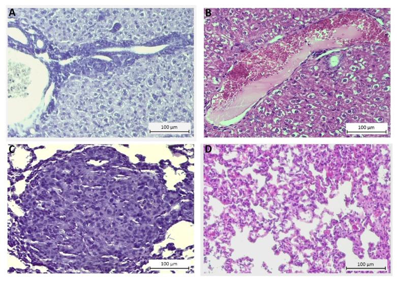 https://cdn.ncbi.nlm.nih.gov/pmc/blobs/a0f0/7916191/8ca0c0f06a61/ijms-22-01748-g007.jpg