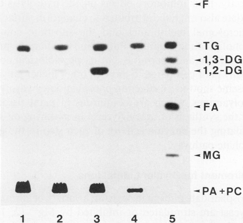 https://cdn.ncbi.nlm.nih.gov/pmc/blobs/a0f1/1061739/5b36637c7153/plntphys00641-0059-a.jpg