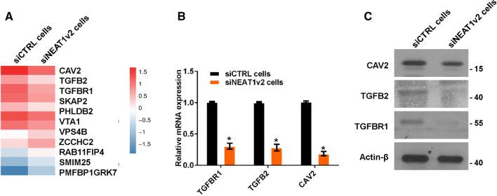 https://cdn.ncbi.nlm.nih.gov/pmc/blobs/a0f1/11105375/fce2e32048f7/18_2019_3074_Fig2_HTML.jpg