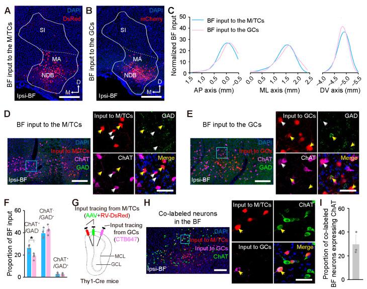 https://cdn.ncbi.nlm.nih.gov/pmc/blobs/a0f3/10002860/639e57661eb4/ijms-24-04579-g005.jpg