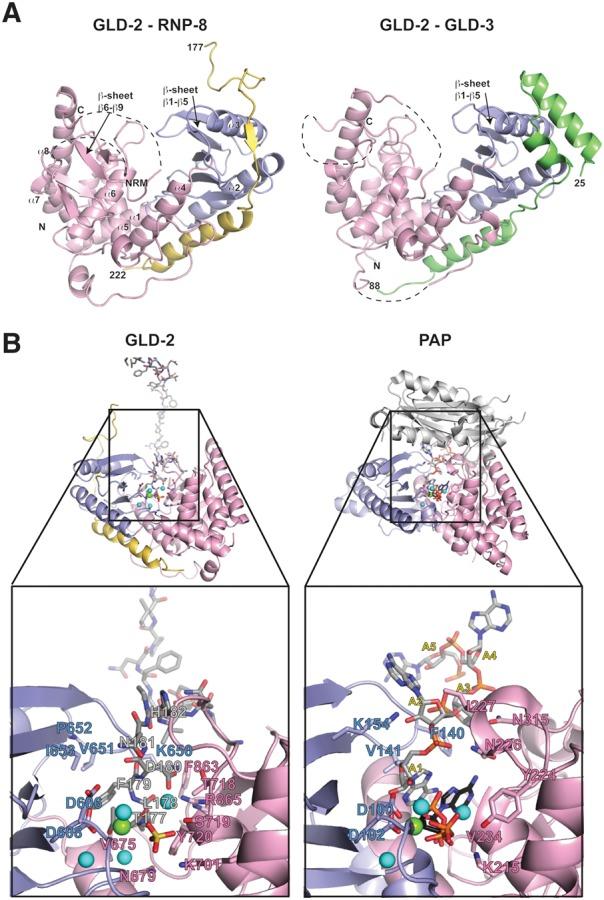 https://cdn.ncbi.nlm.nih.gov/pmc/blobs/a0f4/4931106/e4a82f02498a/1139F2.jpg