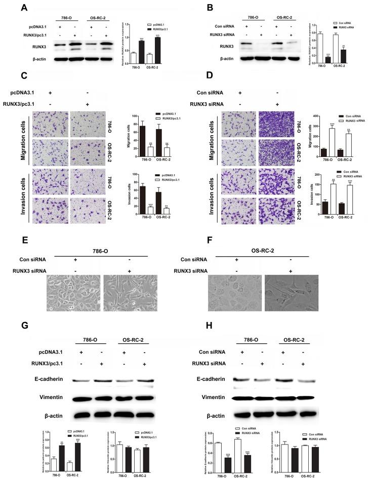 https://cdn.ncbi.nlm.nih.gov/pmc/blobs/a0f4/5731854/c776b79c0d61/oncotarget-08-101042-g002.jpg