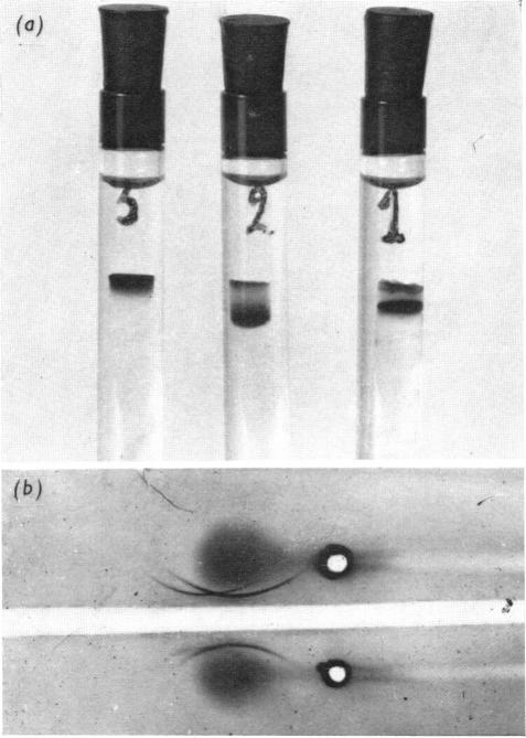 https://cdn.ncbi.nlm.nih.gov/pmc/blobs/a0f7/1178266/4caf66757a66/biochemj00640-0125-a.jpg