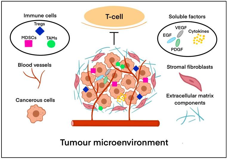 https://cdn.ncbi.nlm.nih.gov/pmc/blobs/a0f9/12384035/246bf8b9f82f/biology-14-01035-g003.jpg
