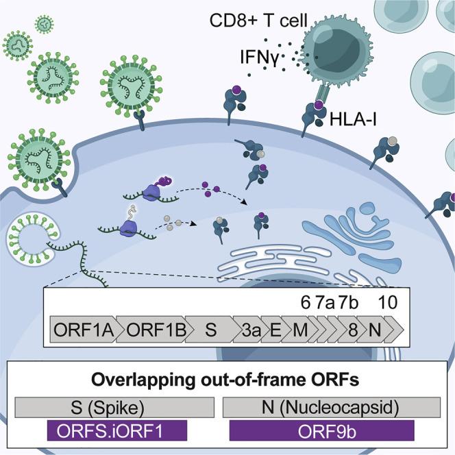 https://cdn.ncbi.nlm.nih.gov/pmc/blobs/a0fa/8173604/ccfd85a45c1b/fx1_lrg.jpg