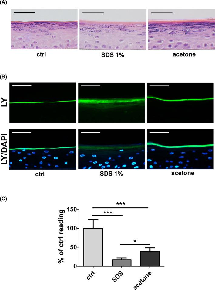 https://cdn.ncbi.nlm.nih.gov/pmc/blobs/a0ff/8451818/3f826499b4a0/EXD-30-1298-g004.jpg
