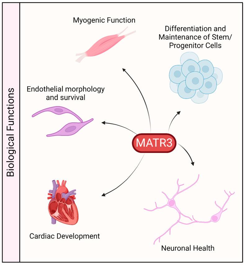https://cdn.ncbi.nlm.nih.gov/pmc/blobs/a101/11171696/2ad31b9cc04e/cells-13-00980-g003.jpg