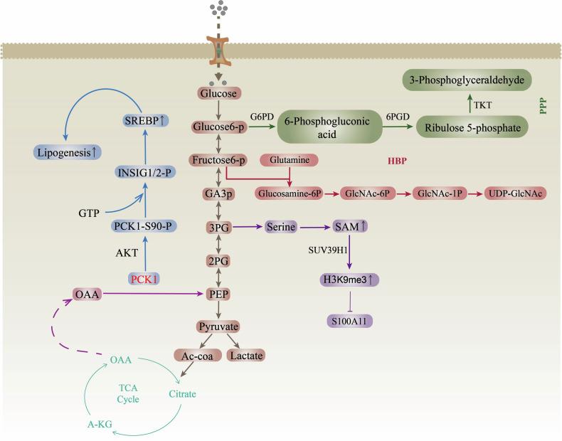 https://cdn.ncbi.nlm.nih.gov/pmc/blobs/a104/11584723/510896306ab9/41420_2024_2240_Fig2_HTML.jpg