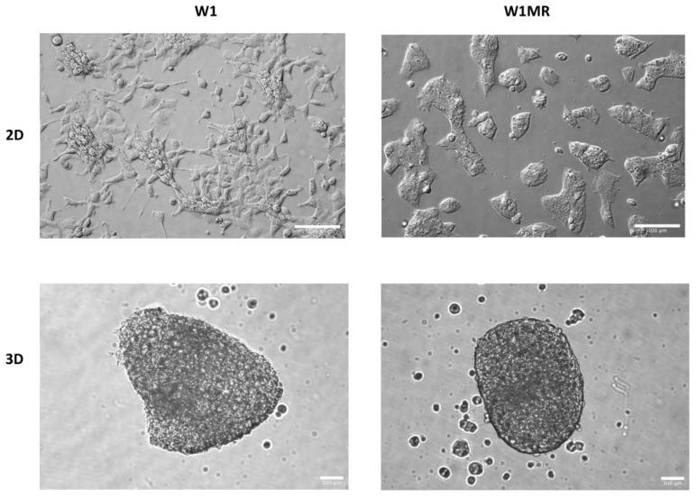 https://cdn.ncbi.nlm.nih.gov/pmc/blobs/a105/11354664/040418c2cad6/ijms-25-09098-g010.jpg