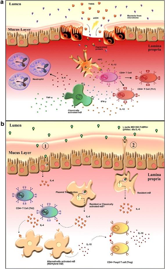 https://cdn.ncbi.nlm.nih.gov/pmc/blobs/a106/5006358/e75e00cccd18/12934_2016_548_Fig5_HTML.jpg