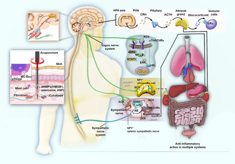 https://cdn.ncbi.nlm.nih.gov/pmc/blobs/a10a/8710088/7803a980f526/JIR-14-7191-g0003.jpg