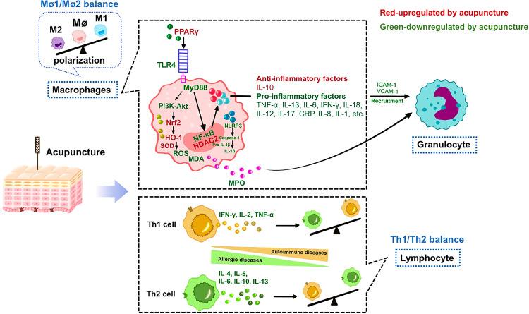 https://cdn.ncbi.nlm.nih.gov/pmc/blobs/a10a/8710088/b11b408a2040/JIR-14-7191-g0002.jpg