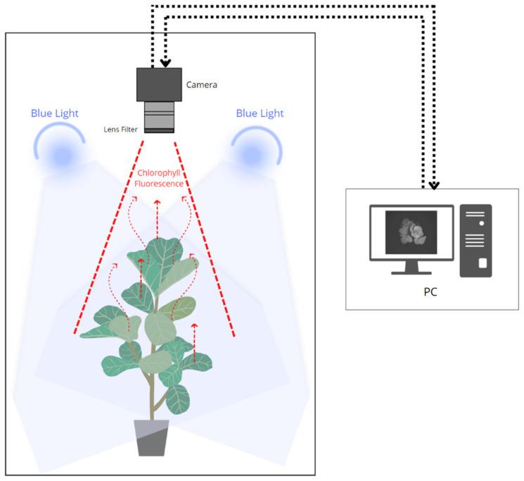 https://cdn.ncbi.nlm.nih.gov/pmc/blobs/a10f/10057166/dda1abff80b6/plants-12-01387-g002.jpg