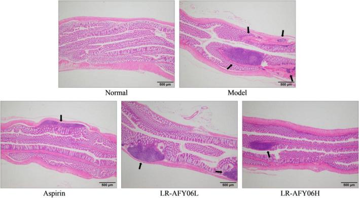 https://cdn.ncbi.nlm.nih.gov/pmc/blobs/a111/10987852/a5c9ab800bb2/fmicb-15-1382781-g003.jpg