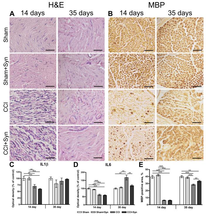https://cdn.ncbi.nlm.nih.gov/pmc/blobs/a114/10093792/0ea448fce2d7/ijms-24-06273-g002.jpg