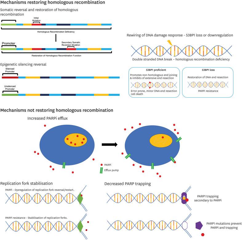 https://cdn.ncbi.nlm.nih.gov/pmc/blobs/a114/9024188/a14831d8e4c8/jgo-33-e44-g001.jpg