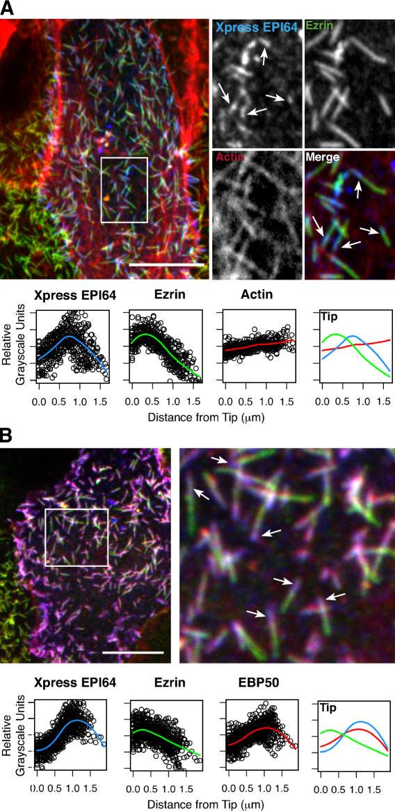 https://cdn.ncbi.nlm.nih.gov/pmc/blobs/a116/2064679/afccf8e52ebb/jcb1750803f03.jpg