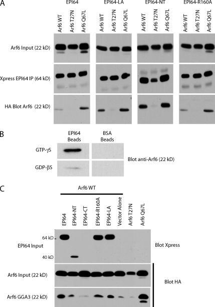 https://cdn.ncbi.nlm.nih.gov/pmc/blobs/a116/2064679/d74820f2e399/jcb1750803f07.jpg