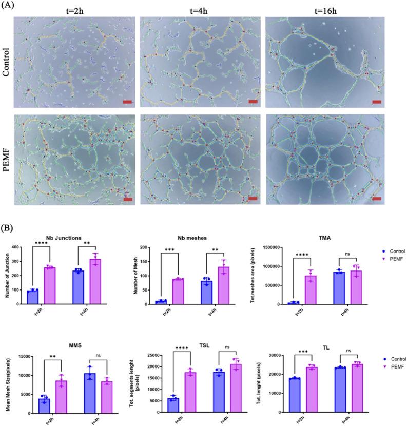 https://cdn.ncbi.nlm.nih.gov/pmc/blobs/a11e/11329790/14e3ec99a3e2/41598_2024_69862_Fig2_HTML.jpg